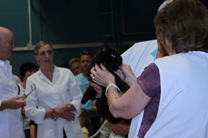 Wiltshire & District Cat Club Show 2009 Pictures by Paul Marshall